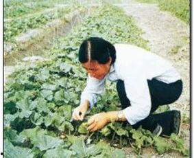 怎么可以吃兔兔 