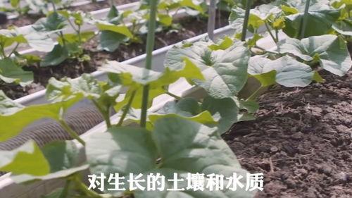 黑料吃瓜网apk普通安装 