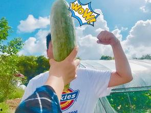 黑料吃瓜网apk普通安装 