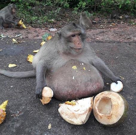 猴子吃豆人 