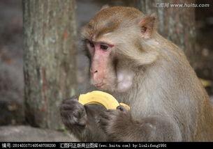 猴子吃豆人 