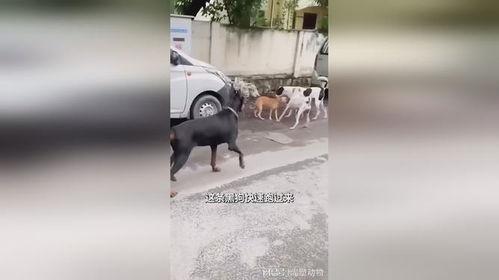 黑狗伴我行 